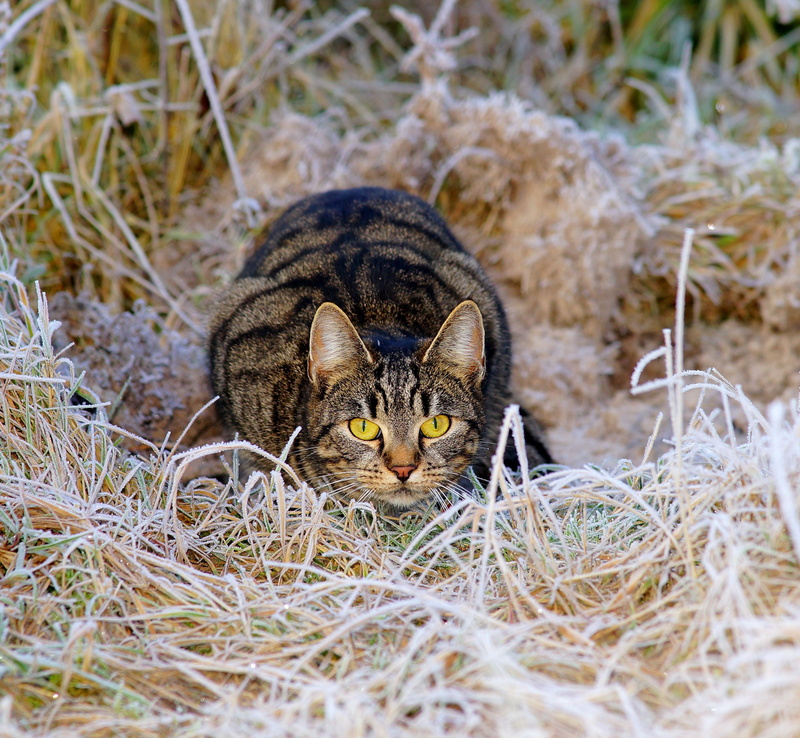 feline, stalking, portrait, ice, looking at camera, pets, lurking, adidas, waiting for, winter, nature, animal, one animal, cat, instinct, grass, no people