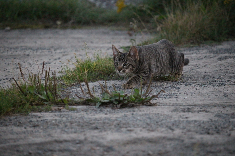 selective focus, tabby, vertebrate, whisker, domestic, mammal, walking, feline, Domestic Cat, sneak up on, cat, day, kitten, plant, grass, animal themes