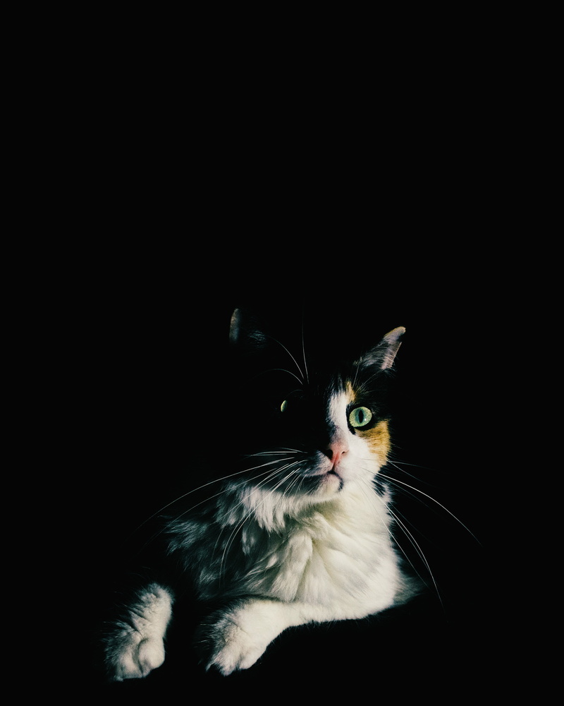 domestic cat, eyes, animals, no people, pets, cut out, kitten, look, rest, whisker, black background, feline, vertebrate, sneak up on unsuspecting, copy space
