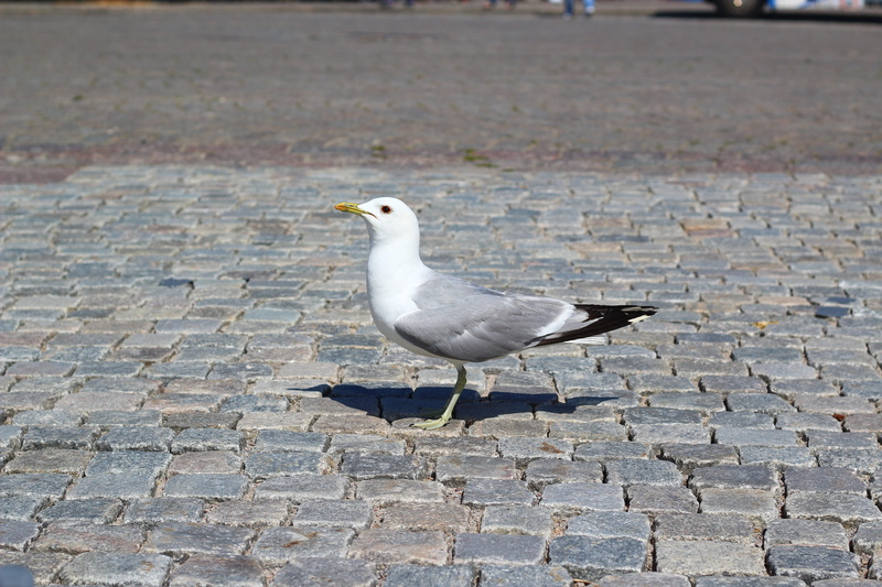 no people, cobblestone, 5K, animals in the wild, footpath, outdoors, sunlight, one animal, gull, day, perching, seagull, nature, close up, street, animal