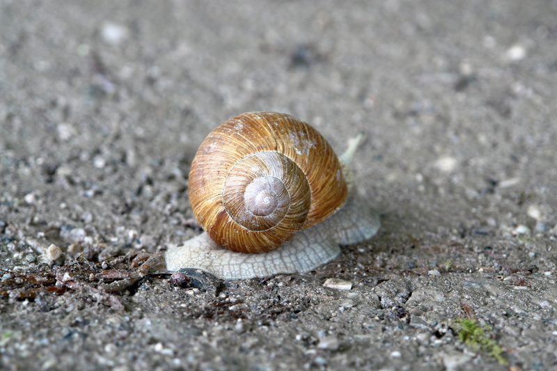 gastropod, spiral, reptile, animal Shell, slimy, animal themes, 2K, animal wildlife, land, slowly, day, close-up, outdoors, animal, sneak, mollusk, selective focus