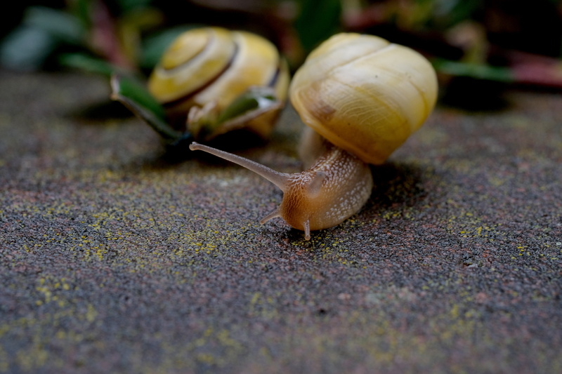 crawl, probe, snails, selective focus, small, gastropod, graceful, leaf, slimy, escargots, surface level, reptile, plant part, sneak, animal themes, food