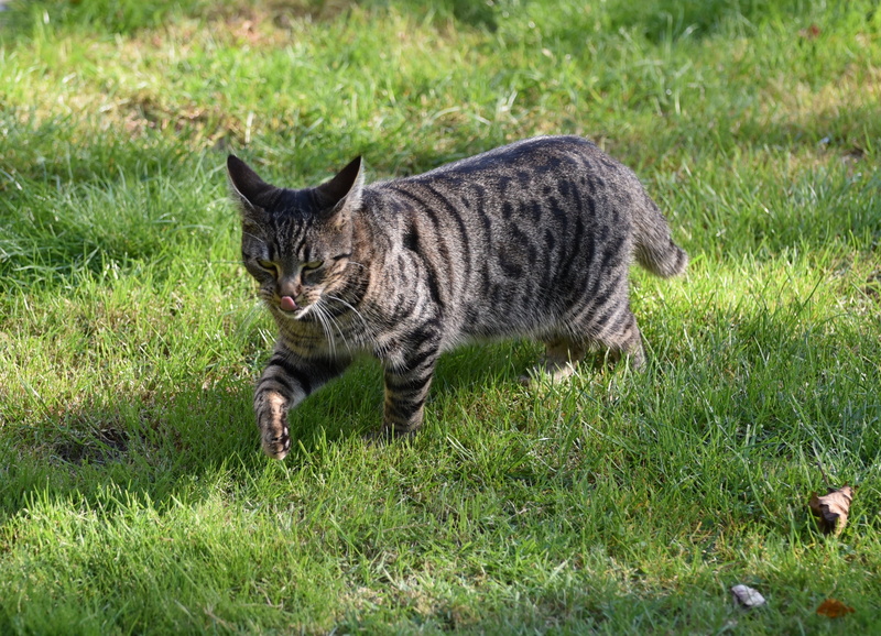 vertebrate, wildlife photography, grass, pet, pets, animal, 2K, nature, domestic Cat, roam, shadow, no people, kitten, one animal, animal themes, domestic