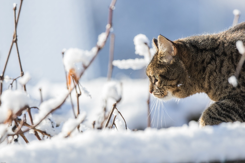 winter, outdoors, sneak up on, cold temperature, snowy, field, animals in the wild, animal themes, animal wildlife, tabby, undomesticated cat, snow, selective focus