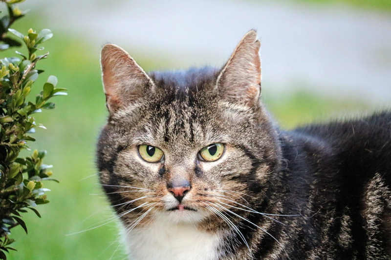 yellow eyes, animal themes, one animal, looking at camera, fur, nature, cats eyes, cat, domestic animals, pets, cute, watch, attention, face, sneak up on