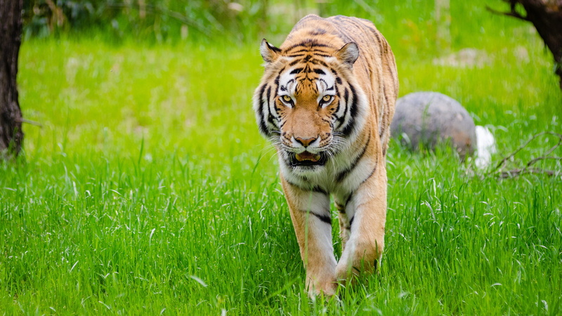grass, tiger, sneaks, 4K