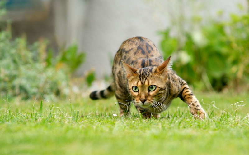Sneak, Grass, 1080P, Cat
