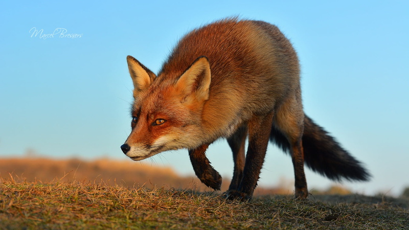 profile view, nature, sky, looking, sunlight, red, animals Hunting, Fox, brown, wild Dog, face, 1080P, animal Themes, fur, vertebrate, carnivore, one Animal