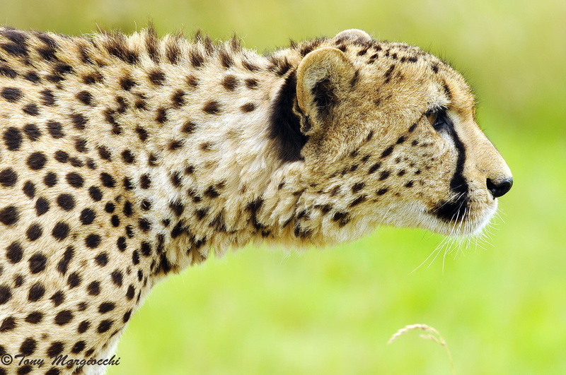 1080P, Cheetah, face, brown, profile, sneaks, hunting, black