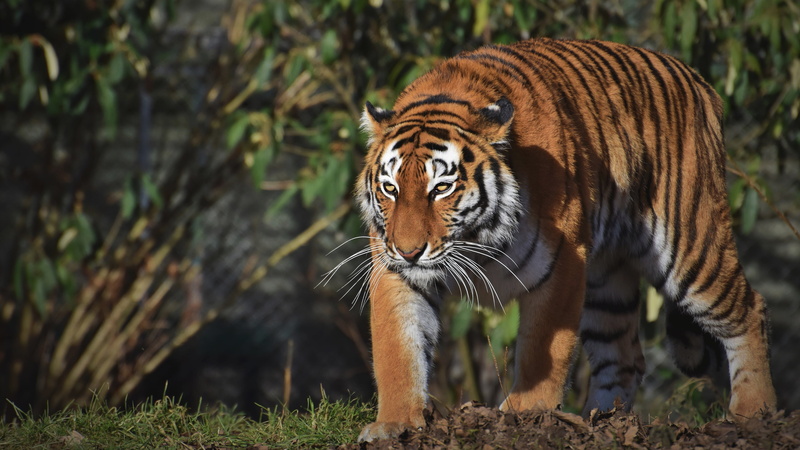 light, 4K, look, tiger, sneaks, pose, nature