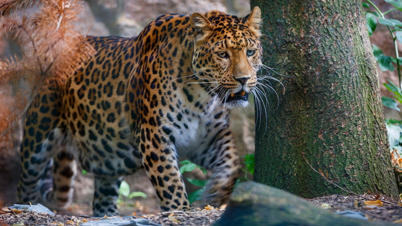 trunk, wildlife, background, face, nature, tree, predator, leopard, sneaks, 1080P, wild cat, forest