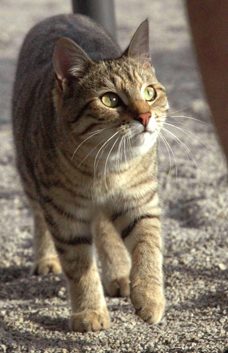feline, Watch, looking away, domestic Cat, portrait, Sneak, mammal, fur, animal eye, animal head, kitten, domestic Animals, Mackerel, vertebrate, one animal