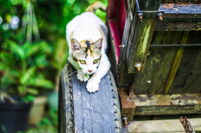 domestic, outdoors, portrait, cat, nature, pets, looking at camera, mammal, feline, one animal, fur, whisker, relaxation, cute, hunting, wood - material
