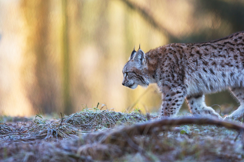 lynx, face, walk, autumn, profile, nature, 4K, pose, frost, grass, blurred, background, sneaks, branch, look