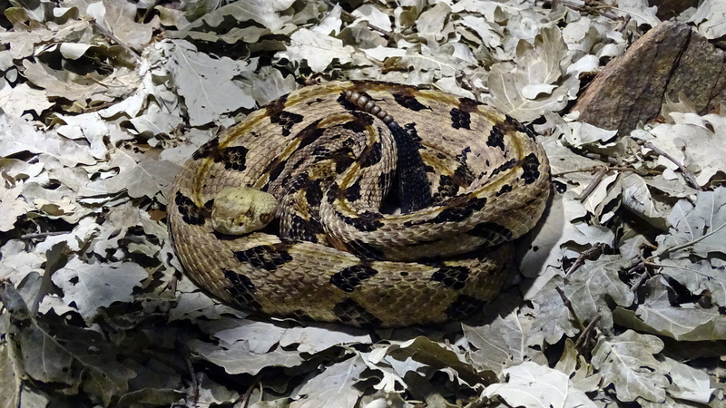 animal markings, reptile, curled up, no people, animals in the wild, outdoors, one animal, rock - object, vertebrate, sign, solid, high angle view, 5K