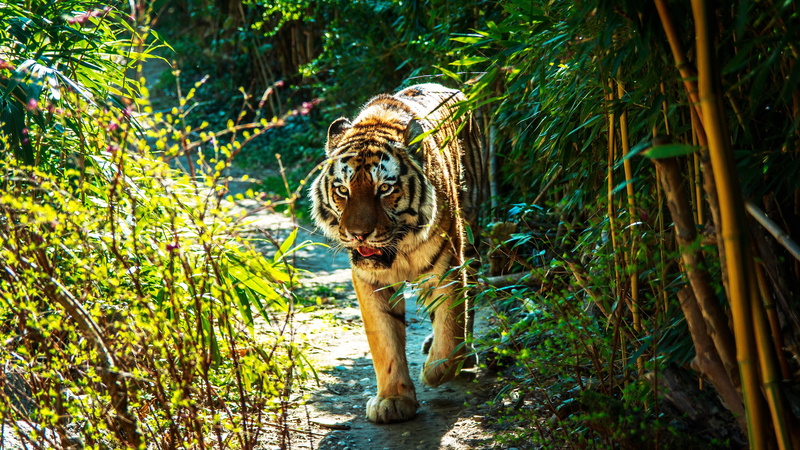 light, leaves, bokeh, sneaks, summer, face, 4K, walk, nature, branches, tiger, bamboo, the bushes, mouth, greens, trail, grass, look