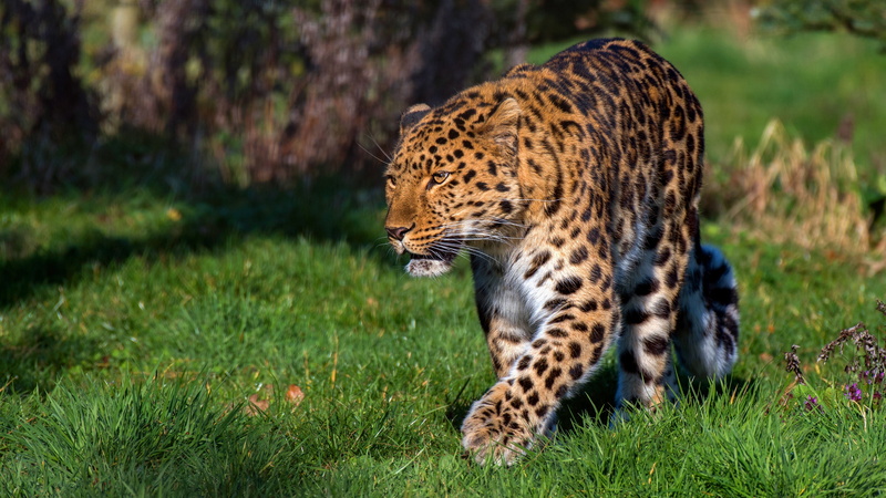 face, grass, leopard, walk, pose, summer, nature, look, 4K, sneaks, light