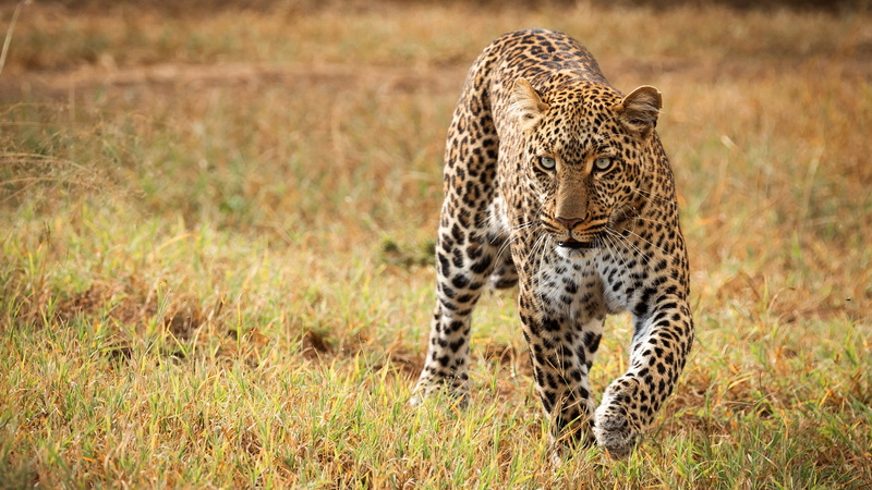 Savannah, sneaks, field, leoprad, grass, wild cat, 4K, look
