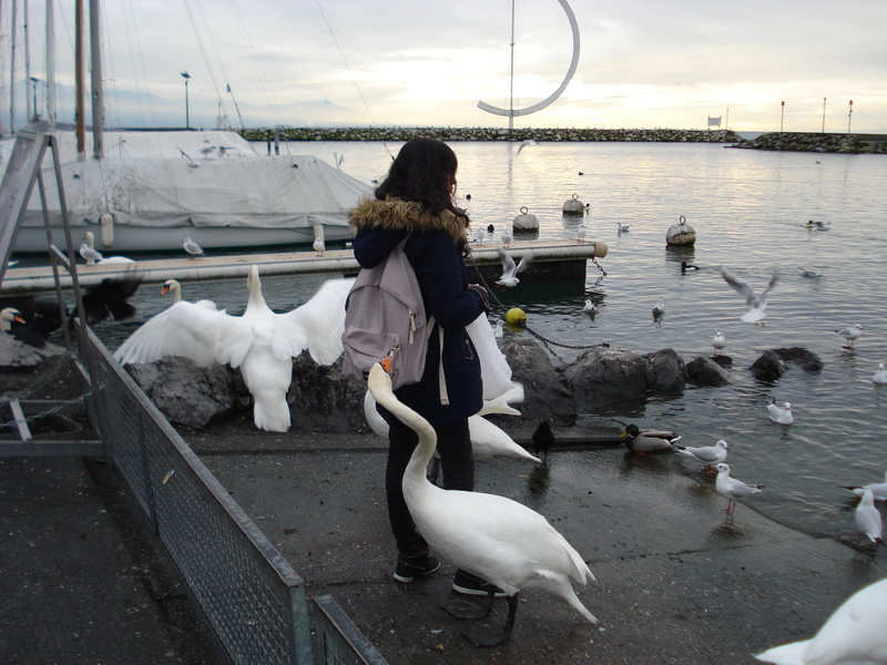 thief, nature, day, bird, sneak thief, switzerland, water, large group of animals, vertebrate, women, lifestyles, the thief, group of animals, animal wildlife