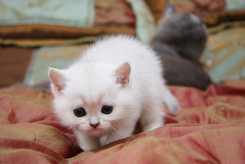 cute, 720P, sneaks, cat