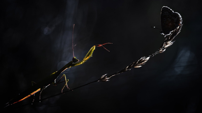 insects, butterfly, night, Stem, mantis, grass, Sneaking, danger, Hunting, nature, flower, 1080P, insect