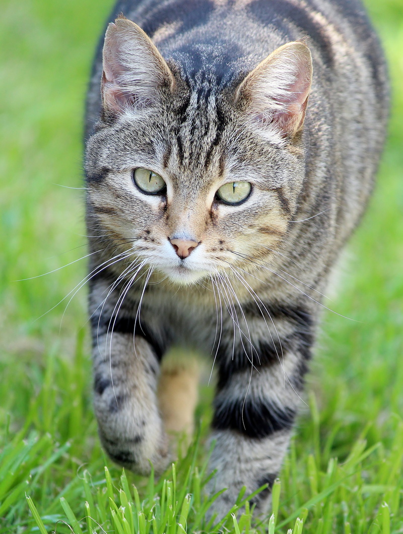 pet, portrait, vertebrate, animal head, animal, cat, domestic, paws, tabby, day, 4K, whisker, looking at camera, close-up, run, plant, garden, field, feline