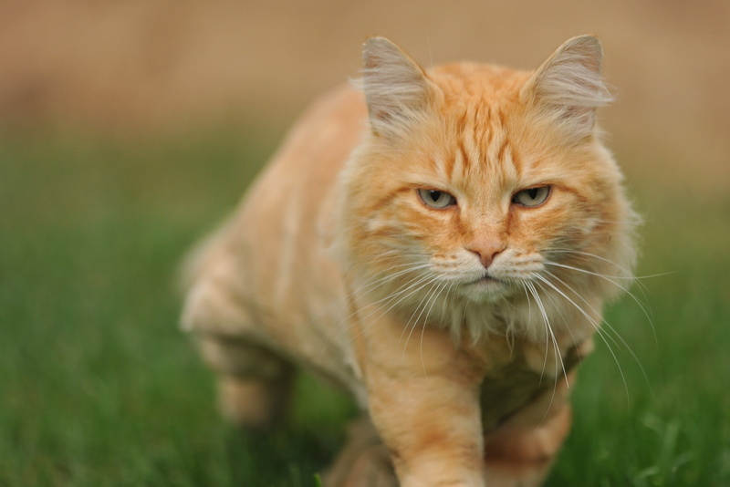 sneaks, bokeh, 1080P, red cat