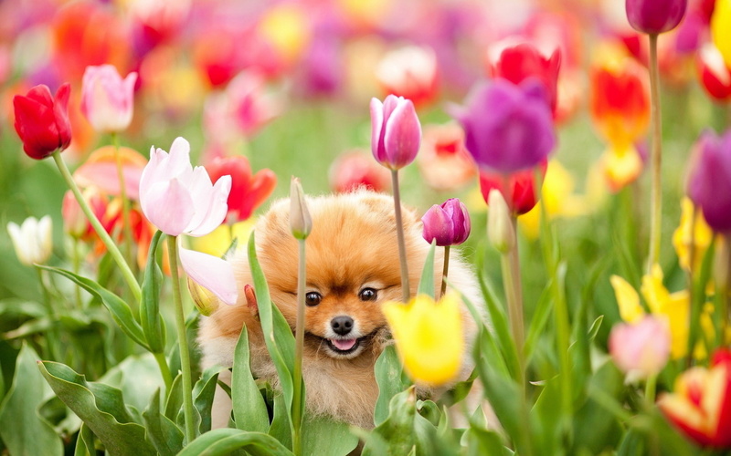 grass, pets, summer, easter, puppy, yellow, plant, domestic, fluffy, backgrounds, small, happiness, fur, flower, fun, no people, one animal, field, domestic Animals