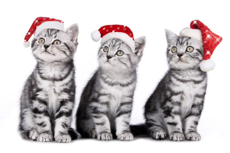 mammal, feline, trio, animal themes, domestic, studio shot, animal, cute, group of animals, cat, kitten, silver, indoors, pets, caps, no people, domestic cat