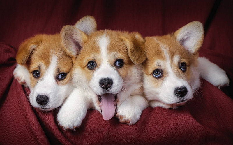 kids, puppies, 1080P, trio