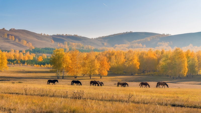 herd, 2K, field, landscape, Nature, Autumn, horses