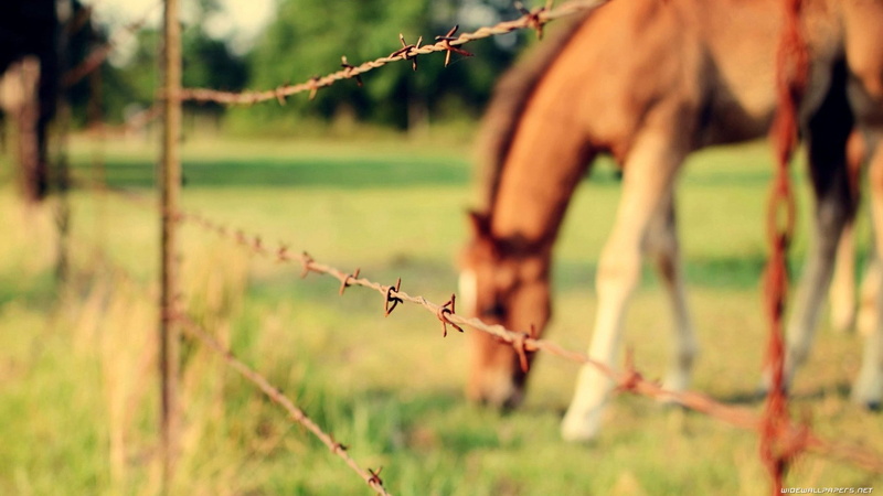 domestic, no people, land, grass, animal, plant, mammal, fence, livestock, boundary, barrier, horse, field, pets, animal themes, animal head, herbivorous
