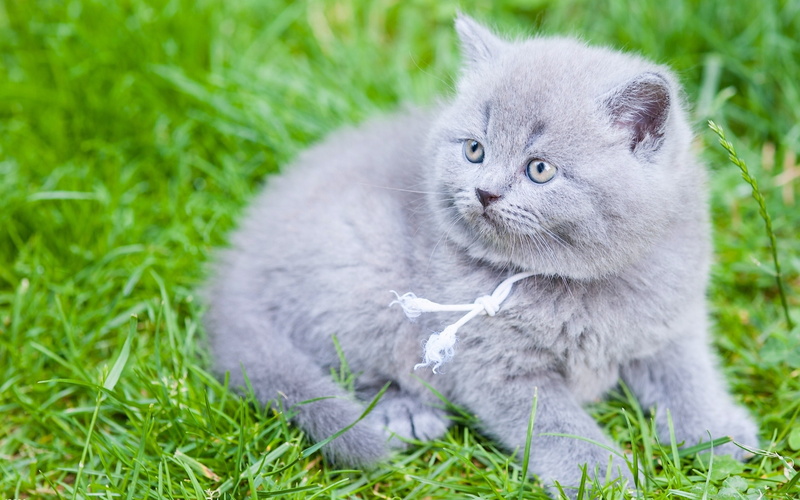 British, Shorthair, Gray, Kitten, 2K, Grass