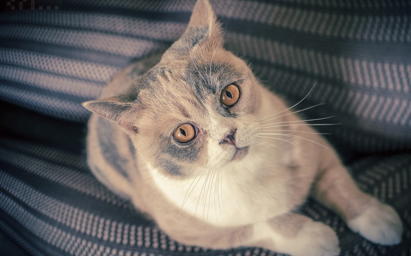 1080P, Look, Kitten, Shorthair, British