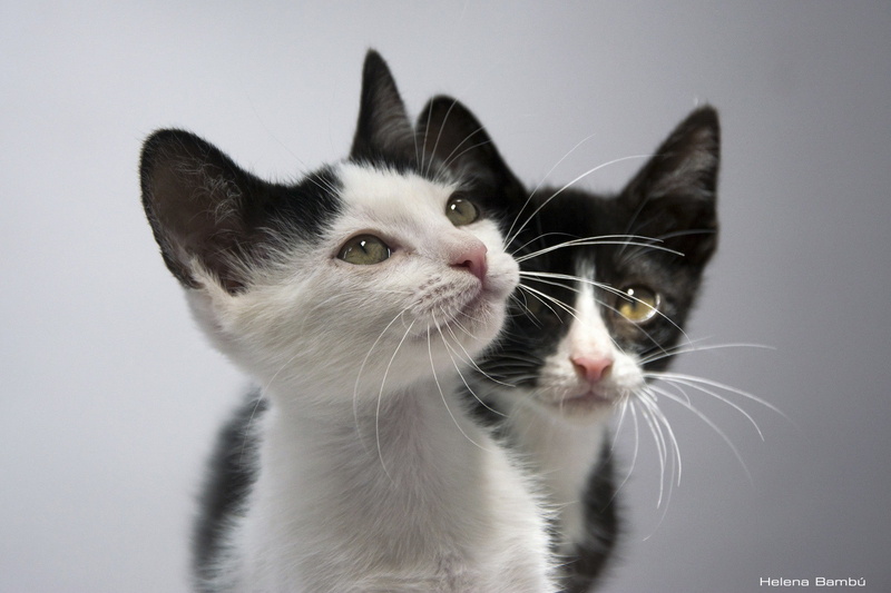 kittens, couple, tuxedo, 1080P, kids