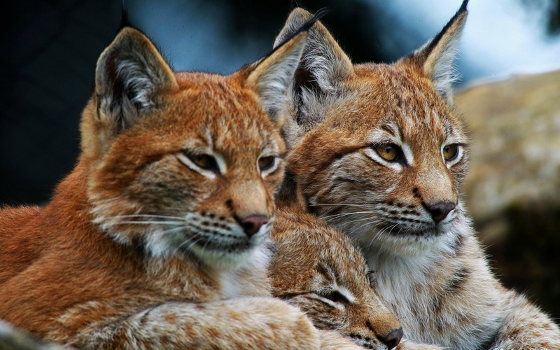1080P, Cat, Lynx, Wild, Family