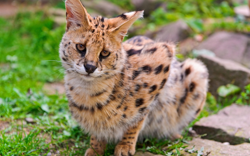 Wild, Cat, 2K, Serval
