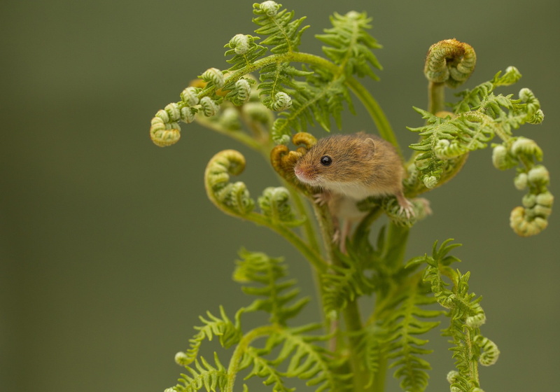 Harvest Mouse, 1080P, Mouse, harvest, tiny mouse, fern