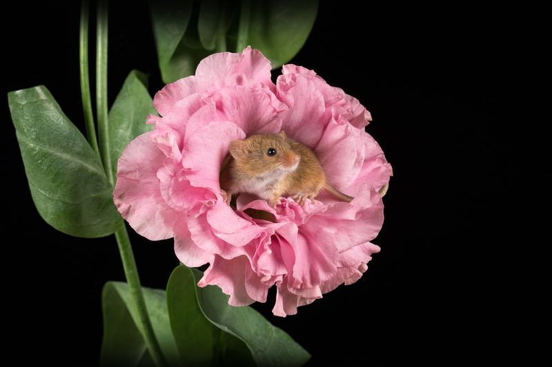 Mouse-Malutka, the dark background, macro, rodent, Harvest mouse, 1080P, mouse, flower