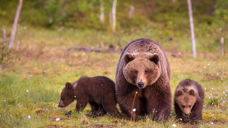 trio, summer, Trinity, nature, brown, bears, glade, walk, the three bears, 4K, look, three, bear