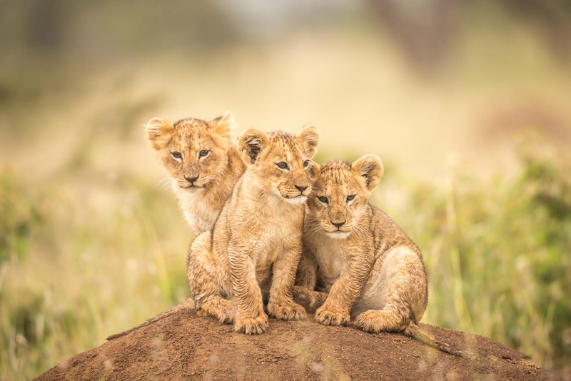 hill, nature, cats, background, 1080P, faces, company, kids, the cubs, wild, pose, handsome, sitting, lion, Trinity, blurred background, kittens, look