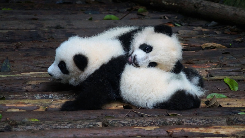 bears, bear, flooring, pose, cubs, faces, two, leaves, two pandas, Panda, lie, pair, a couple, kids, Board, silly people, 4K