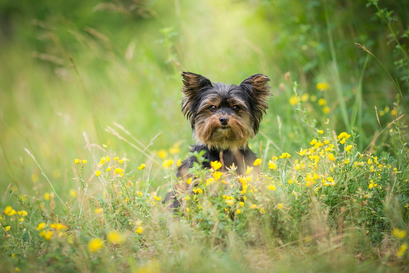 glade, Yorkshire Terrier, puppy, York-Terrier, grass, brown, pose, yellow, sitting, 1080P, greens, background, portrait, cutie, summer, look, dog, flowers
