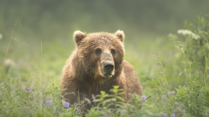 glade, bear, green, nature, 1080P, meadow, face, look, background, summer, grass, brown, handsome, portrait