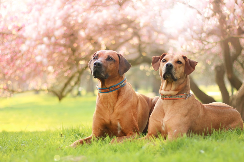 flowers, muzzle, pair, 4K, nature, two, lawn, garden, grass, flowering, portrait, pose, brown, dogs, Magnolia, a couple, lie, light, collar, bokeh, background