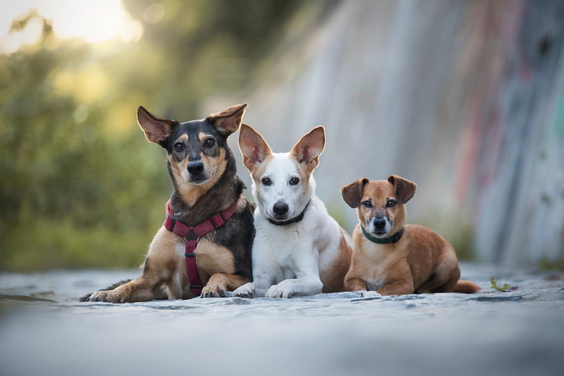 puppy, faces, three, puppies, three dogs, look, Threesome, background, dogs, friends, trio, Trinity, 1080P, lie