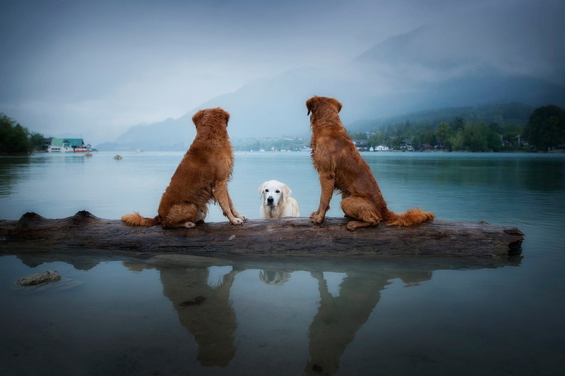 reflection, settlement, nature, trio, look, friends, log, pond, sitting, landscape, swimming, the sky, three dogs, dogs, bathing, retrievers, pose, fog