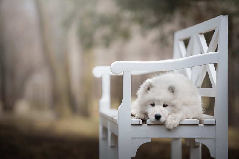 pose, nature, face, white, 1080P, background, blurred, Samoyed, Park, lies, leaves, bench, baby, sadness, look, wooden, shop, paws, dog, puppy