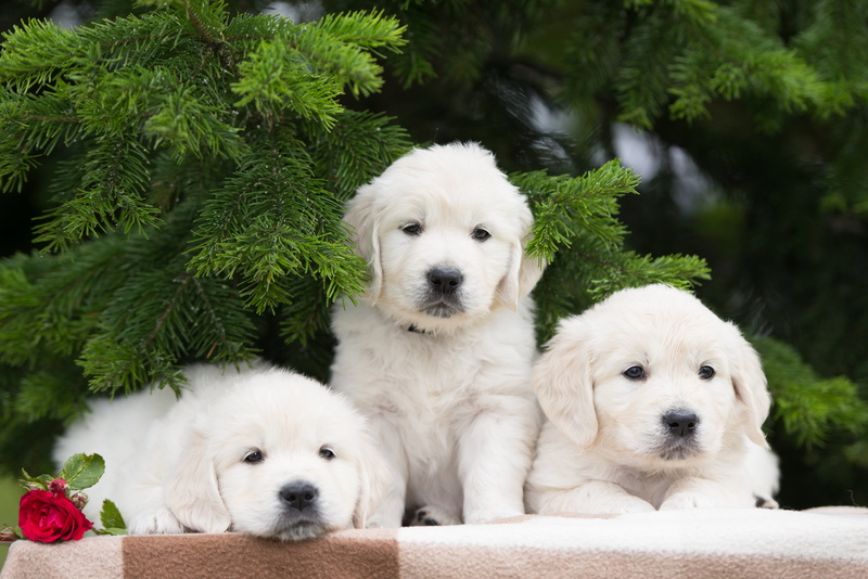portrait, two animals, rose, animal themes, domestic, vertebrate, plant, animal family, retriever, mammal, canine, no people, Trinity, looking at camera