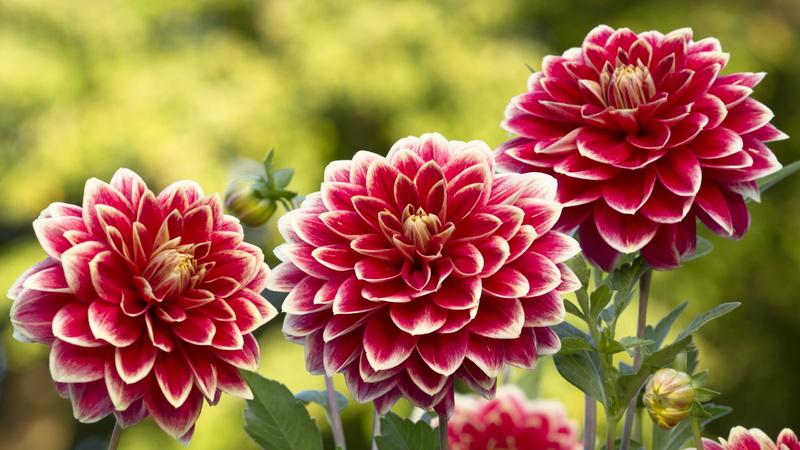 summer, trio, dahlias, buds, garden, bright, background, 4K, petals, flowers